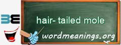 WordMeaning blackboard for hair-tailed mole